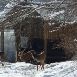 Cervi nei pressi dell'osservatorio faunistico 